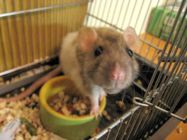 Rato Twister saudável e feliz